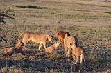 TANZANIA - Serengeti National Park - Leoni Lions - 59